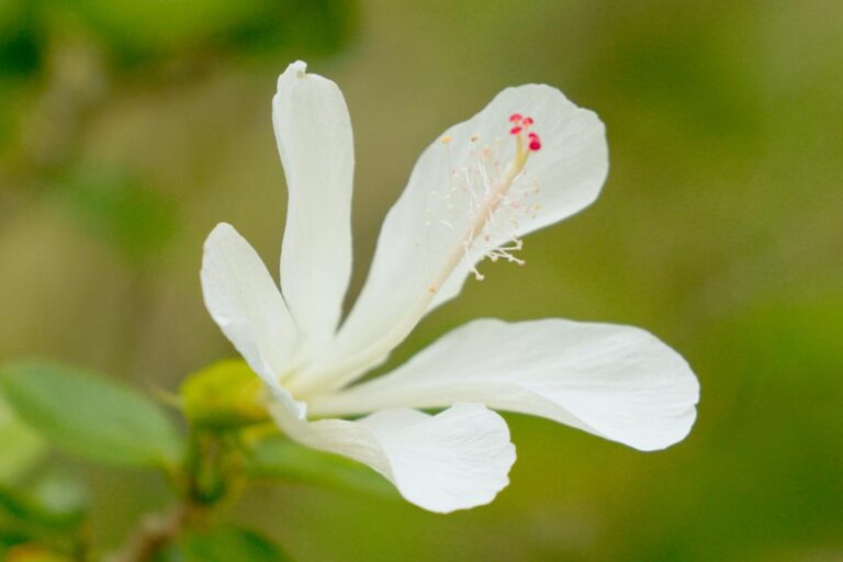 McBryde Garden Selfguided Tour National Tropical Botanical Garden